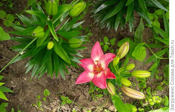 Маленькая, стебель высотой не более 15 см. А цветёт! Это что, сорт такой? У меня есть ещё пару лилий из этой же посылки с таким коротким стеблем.