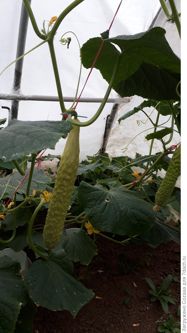 Здрасьте, а мы вот такие блондины. Огурец "Белый змей".