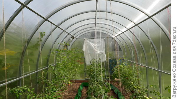 12 часов дня. Сегодня на улице солнце. Конденсата в теплице нет.