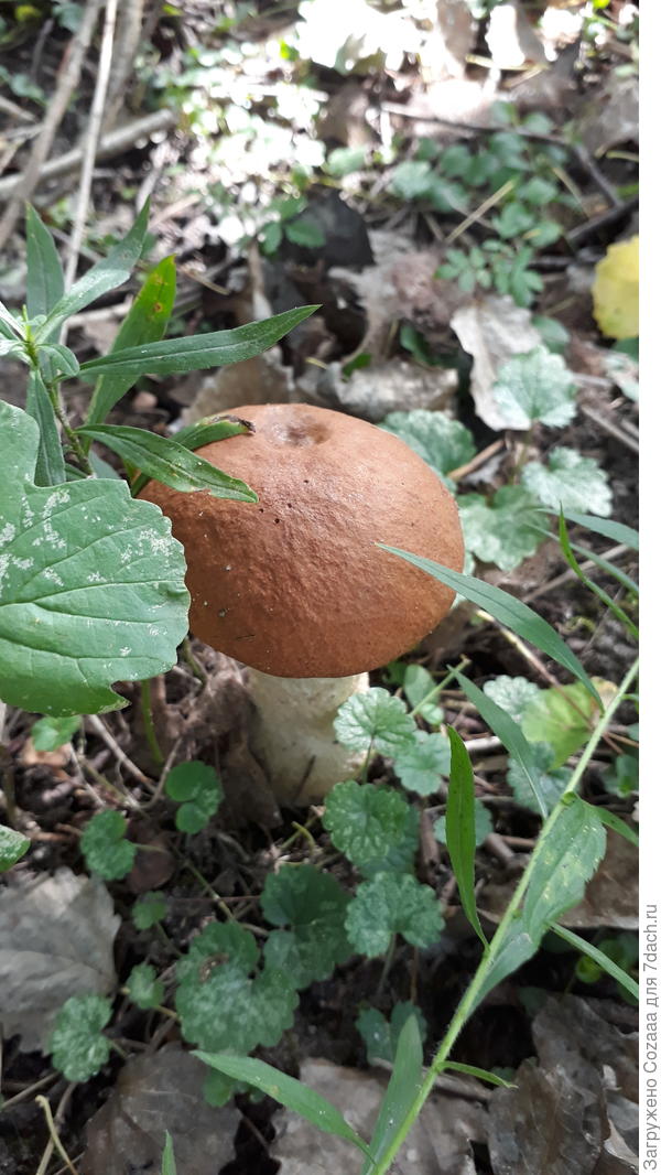 Подосиновик нашла в зарослях.