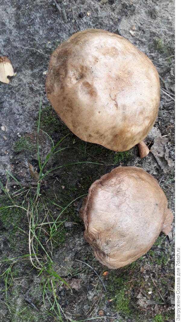 Ещё два. Правда один пришлось выкинуть. Его съели ещё до меня.