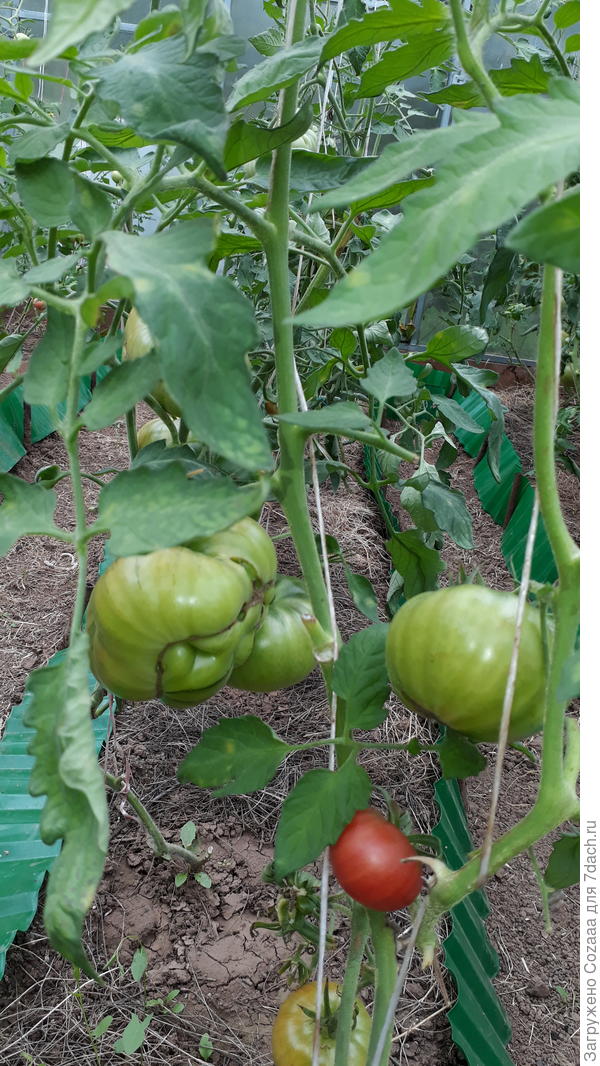 Или вот. Тут вообще тройная.