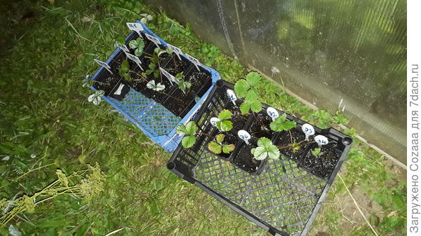 Завтра солнышко пригреет мою клубнику и она тронется в рост. Сделала дело, иду и думаю: &quot;Вот что эксперимент животворящий делает!&quot; Еле плетусь, а всё туда же, полить надобно, чтоб не засохло.