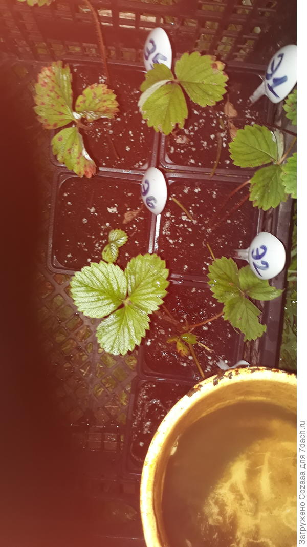 Земля оказалась сырая, но я дабы больше не нервничать по этому поводу до суботы, решила таки полить из ковшичка мои розетки.