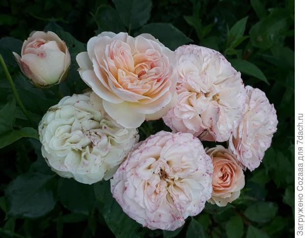 Вот, кстати, Клер Остин в начале июля. Ежедневные дожди слегка испортили ей причёску. Появились пятна на лепестках. А она ведь белая.