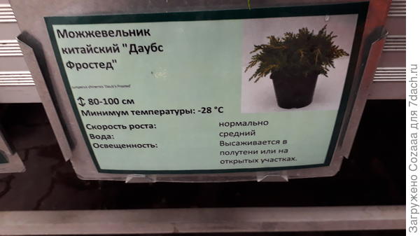 Сфотографировала табличку, когда покупала, чтгбы название не забыть. А как быстро он растёт?