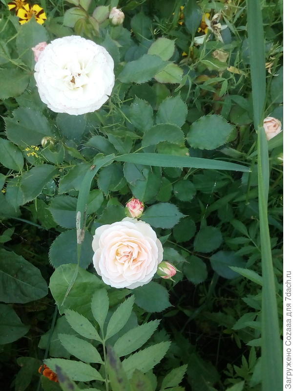 Это она же в первый год посадки.