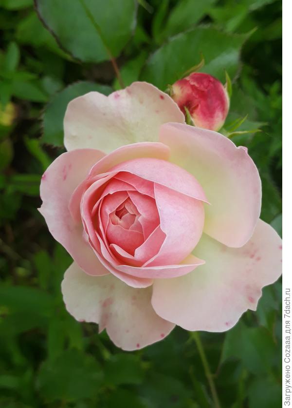 После всех дождей, холода и плохой освещённости выдала вот такие бутоны. Это повторное цветение.