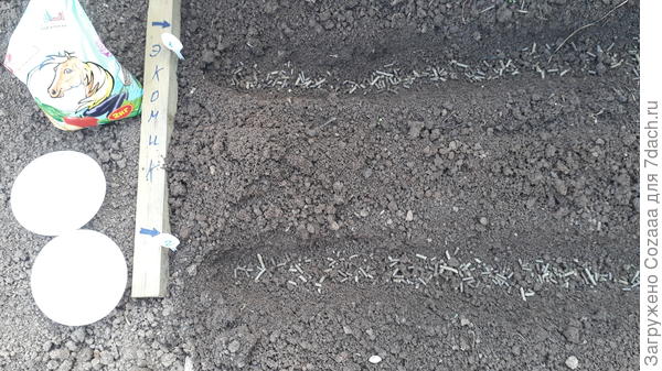 Посев произвожу 07.06.2019. Проливаю бороздки (по инструкции) в тестовой группе рабочим раствором 100 мл на 10 л воды. Поскольку земля бедная, заправляю её в тестовой и контрольной группе гранулами Оргавита.