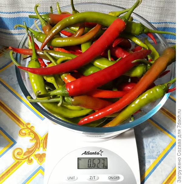 Перцы, последний сбор.