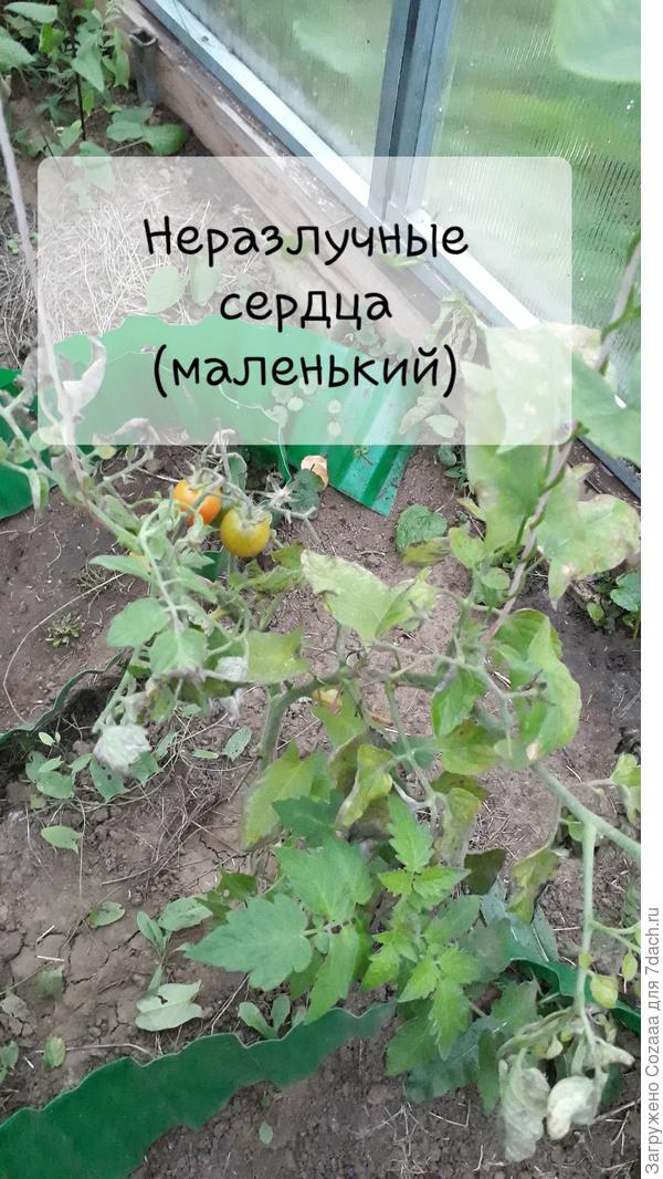 Это последний сбор в это воскресенье. Сняла и всё повыдергала.