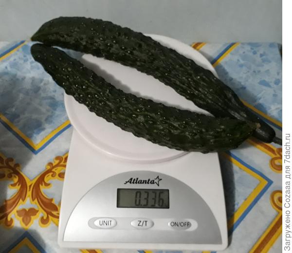 Сбор 04.08.2019