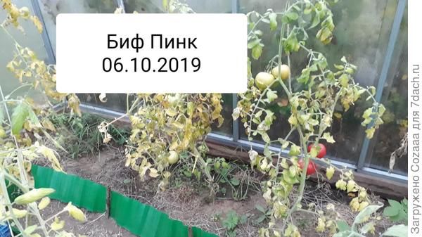 "Биф Пинк F1" перед последним сбором.