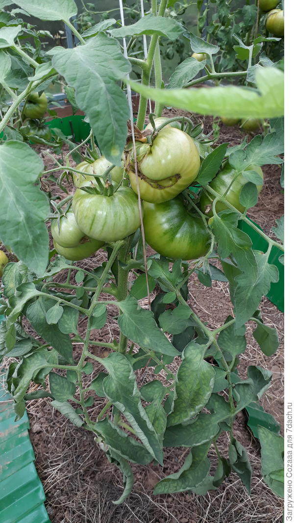 Она же. 25.08.2019 другой куст.