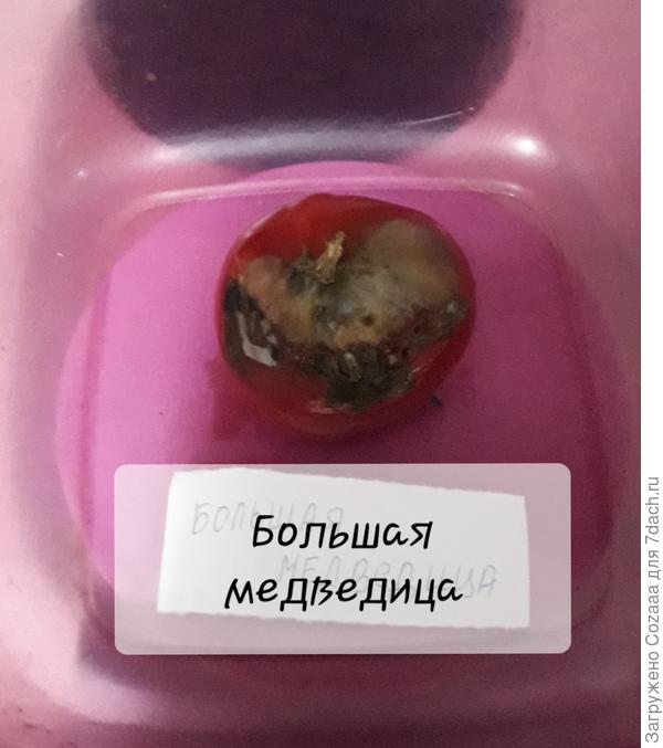 На одном из кустов обнаружилась ещё одна проблема. Вершинная гниль. Хорошо, что на одном из семи.