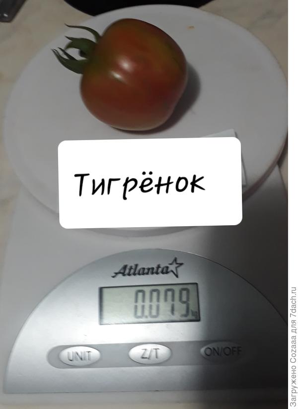 Самый большой "Тигрёнок"