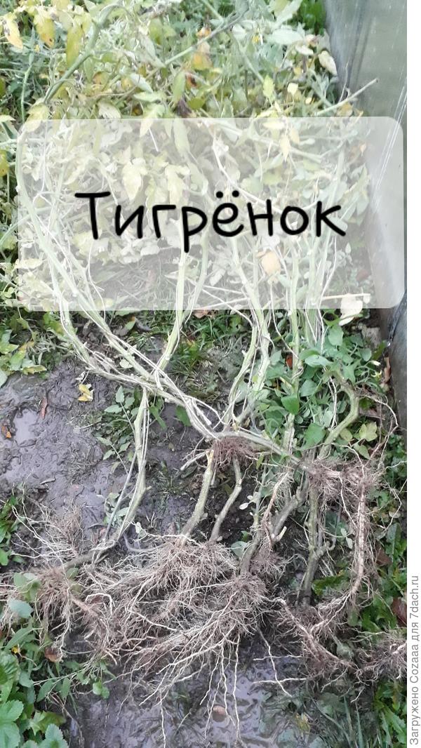 Корневая система "Тигрёнка" развита хорошо, нет признаков болезней и гнилей.