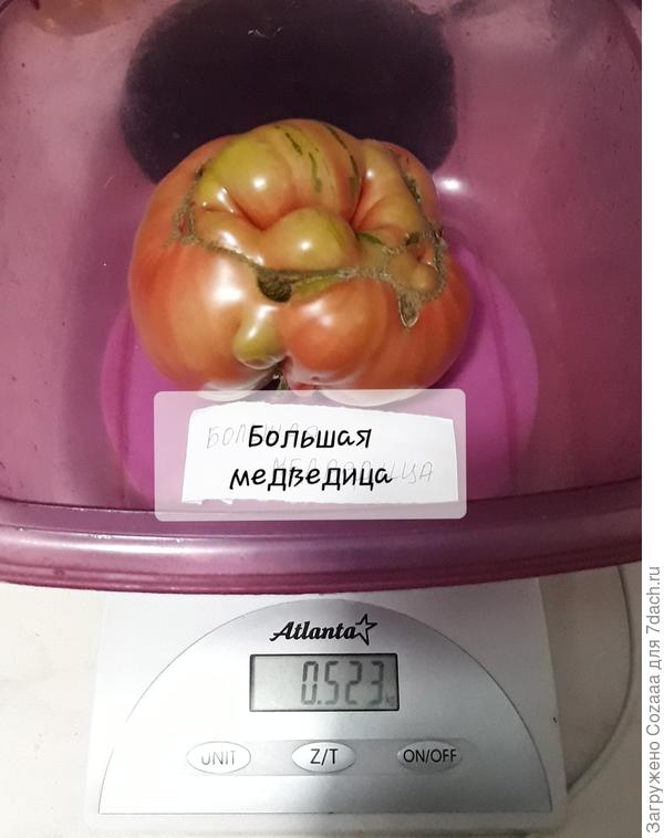 Самый крупный томат.