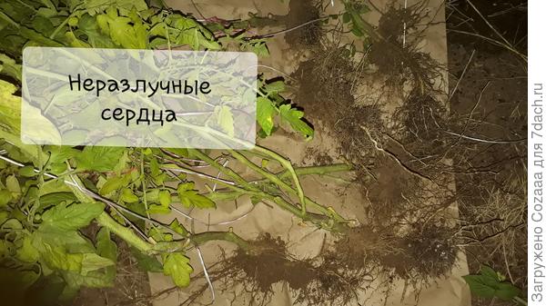 Лллл