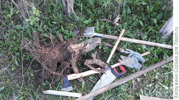 Вот такой пень я весной вытащила, но пришлось около него поплясать.