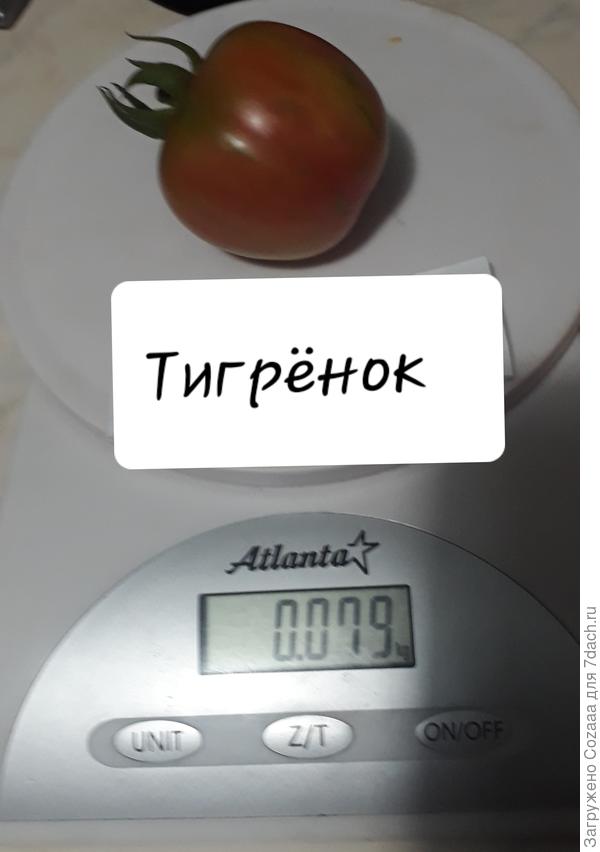 Самый крупный Тигр.