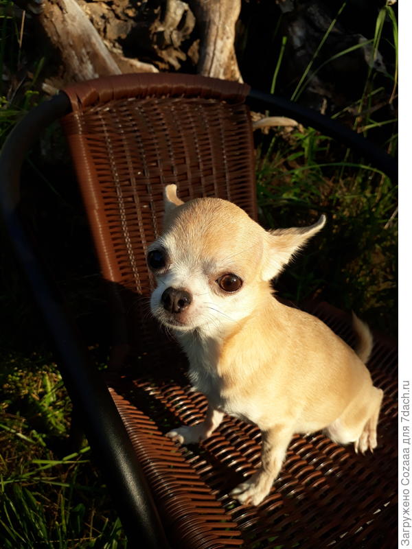 Медея - дачница.