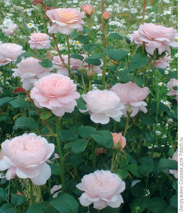 Галина, с Днём рождения! Здоровья, счастья, всех благ!