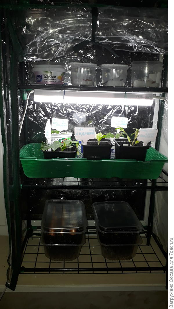 Вот так пока растём, в тепличке для подоконника.