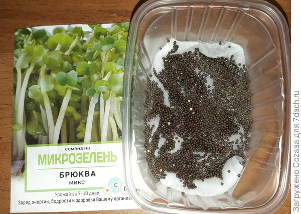 Брюква