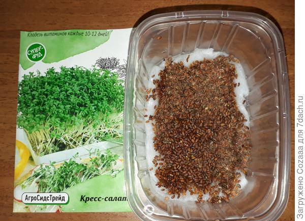 Дайкон