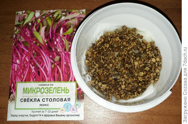 Свёкла столовая