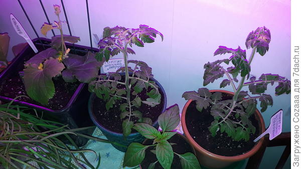 Один уже выправился, думаю и второй тоже выправится.