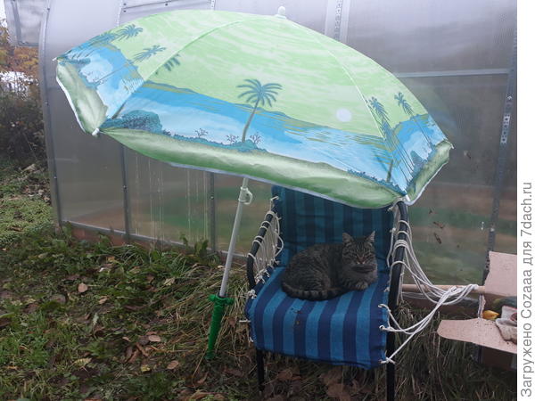 Гостю - место. Покормить - это не обсуждается. Дождик, однако, накрапывает. А я так, морковку копаю.