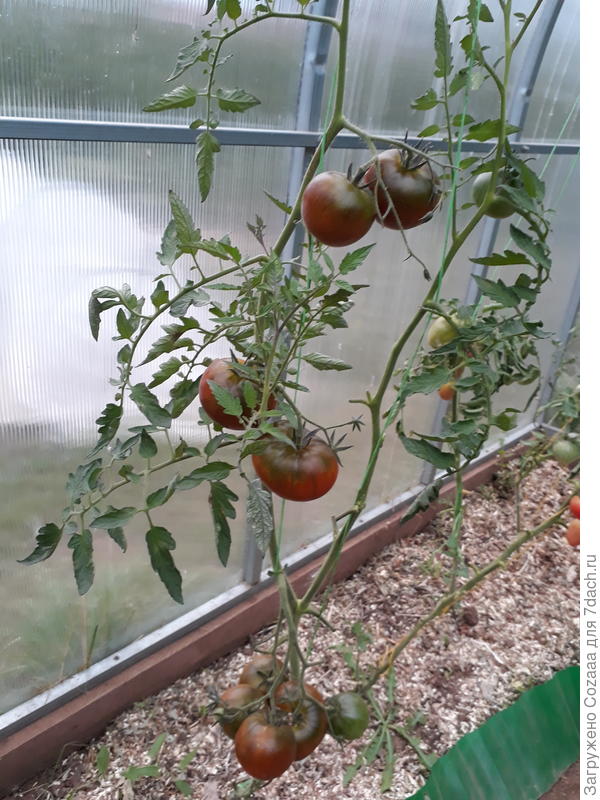 Тут уже половина плодов снята. Это остатки