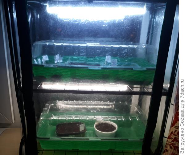 Эустомы, пеларгония и клубника