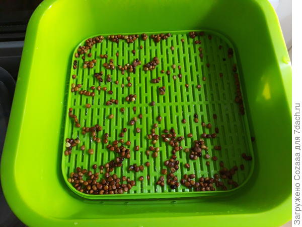 Семена уже чуточку набухли.