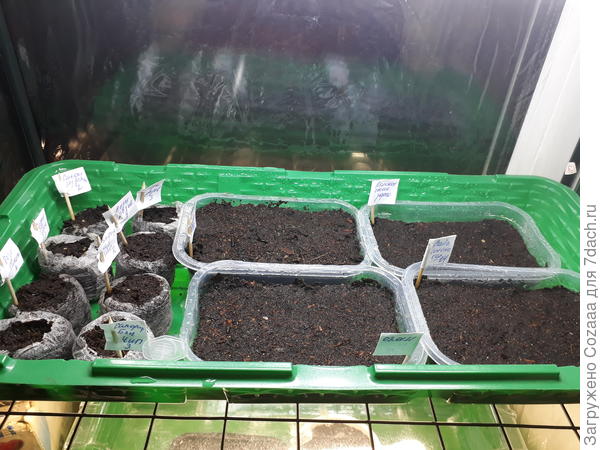 Сеяла каждый сорт в отдельную ёмкость.