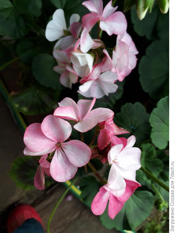 Пеларгония садовая Пинто Премиум F1 Вайт то Роз