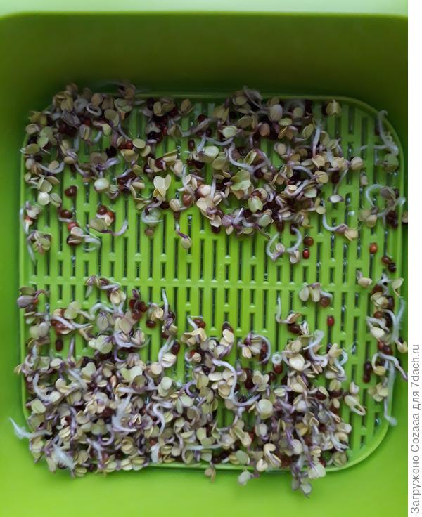 Начальный этап проращивания