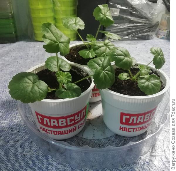 Пеларгония, посеянная 3 января