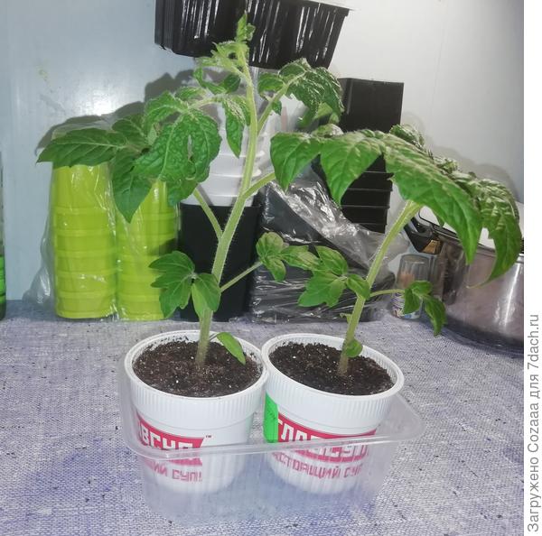 Томаты 2 шт посеянные на ранний урожай-деты "Щедрый какскад" от Аэлиты