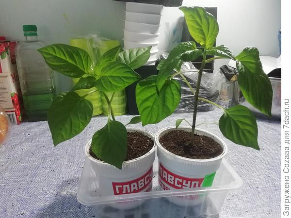 Перец сладкий, тоже 2 штуки "Кубышка" от Аэлиты"