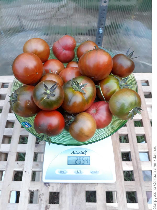 Зефир в шоколаде. Вкусный, вместо конфет можно есть. Серия вкуснотека.