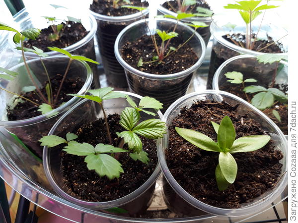 Во у меня кака земляника. Еще чуть-чуть и в грядку запросится.