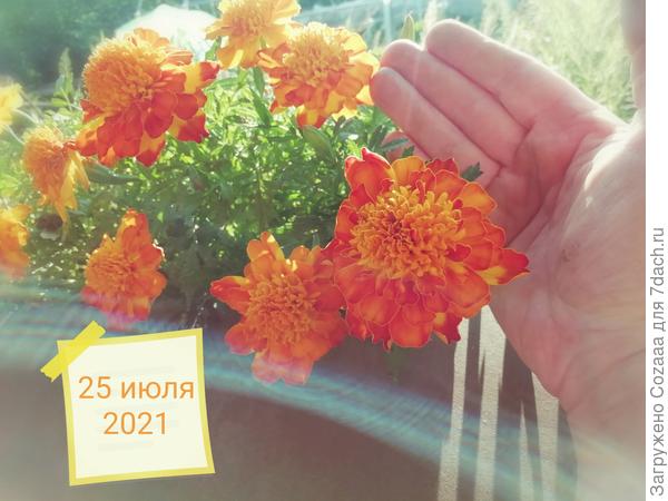 Посмотрите, какие крупные головки!