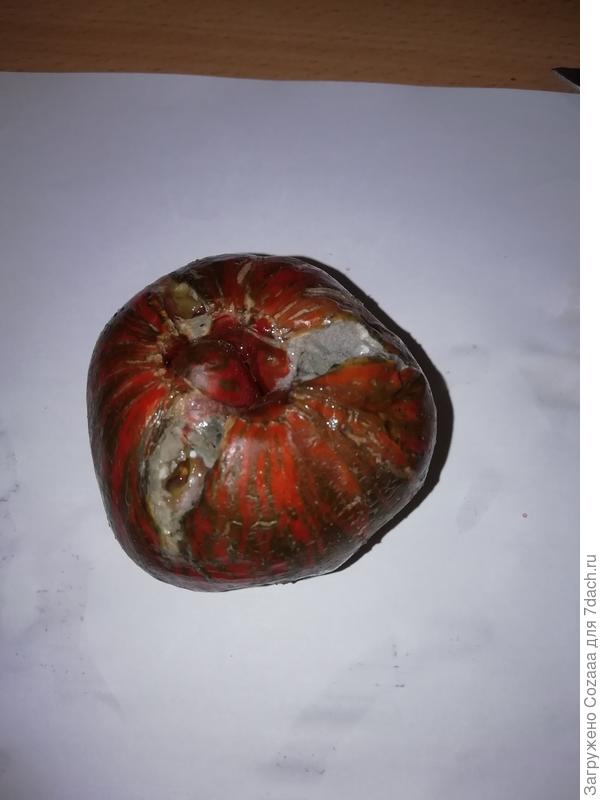 Сняла в самом начале пару вот таких страшных помидорок. Они вкусные, но на вид.... Все в трещинах и мелких язвочках. Ужас! И