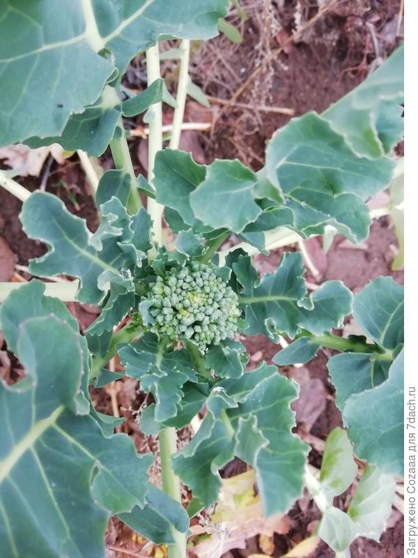 Эта ещё мельче.