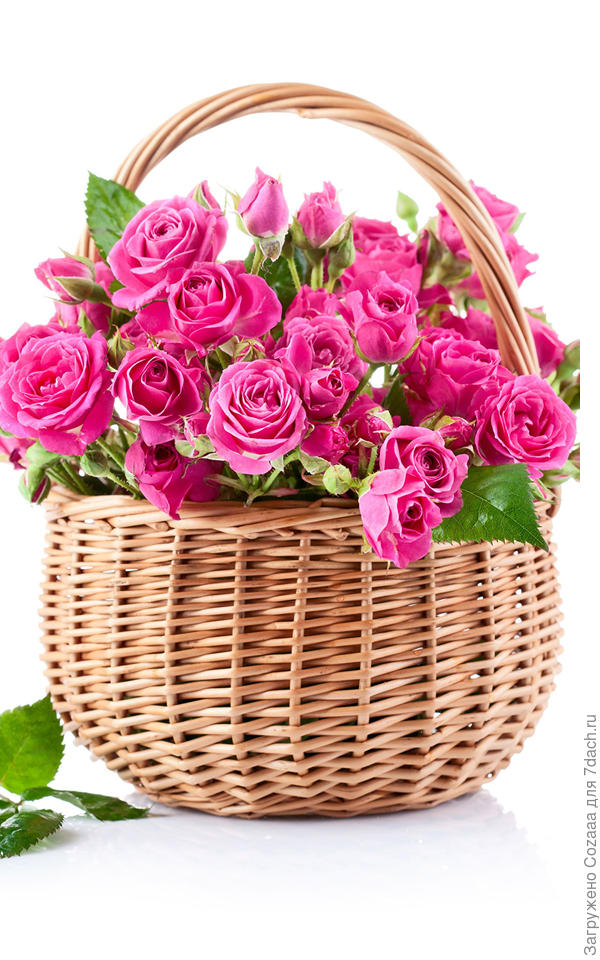 Света, поздравляю с Днём рождения! Желаю крепкого здоровья, женского счастья, много радостей, никогда не унывать и всегда радоваться жизни.