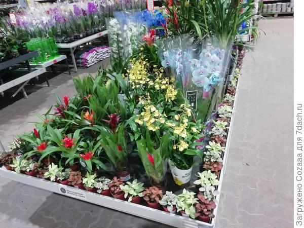 Орхидейка понравилась жёлтая, на переднем плане, но я без машины, не довезу.