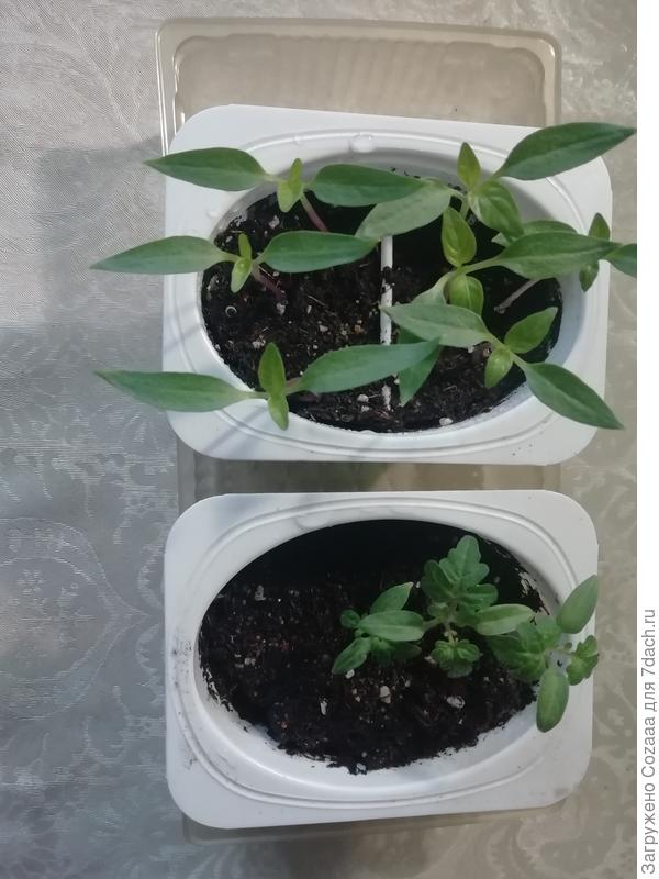 А у меня вот, уже подрастают. Томатов было шесть, осталось три, плошку нечаянно уронила. Три перца Шашлычок, от Русского огорода, был прислан в подарок за тестирование. Второй не помню, небольшой перчик для домашнего выращивания. Скоро уже можно будет пикировать. Томаты уже можно, а перец, наверное через неделю.